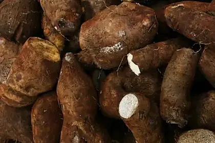Astragalus Root