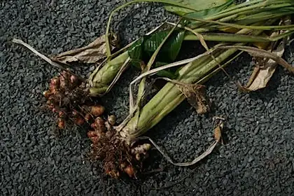 Wild Yam